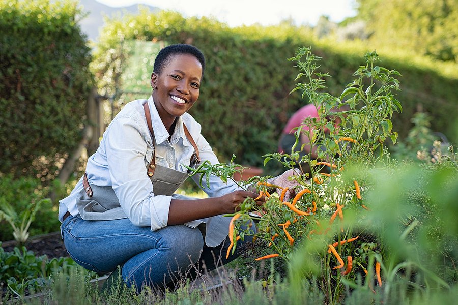 Portrait of mature woman picking vegetable from backyard garden.