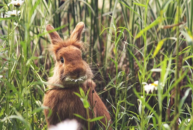 Rabbit eating a daisy at a local wildlife sanctuary park